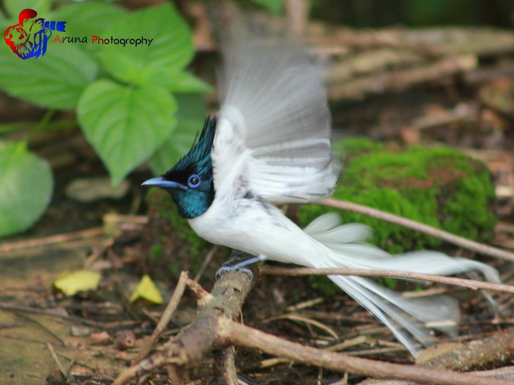 Weaver Bird Villa Habarana Exterior foto