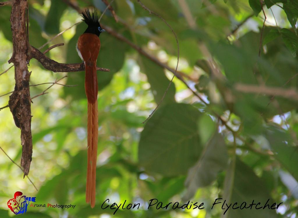Weaver Bird Villa Habarana Exterior foto